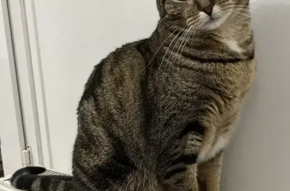 Animaux perdus , photo: Maya, chatte tigrée perdue à Thourotte