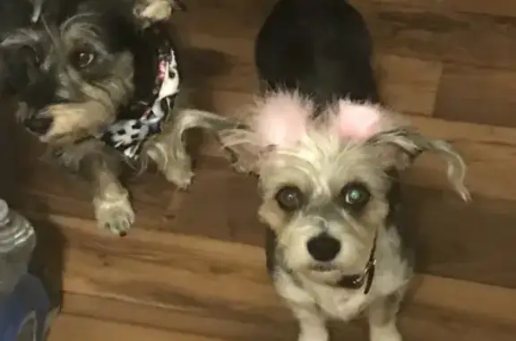 Lost Tri-Colored Terrier in N. Las Vegas