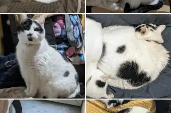 Lost: 12-Year-Old Black & White Cat