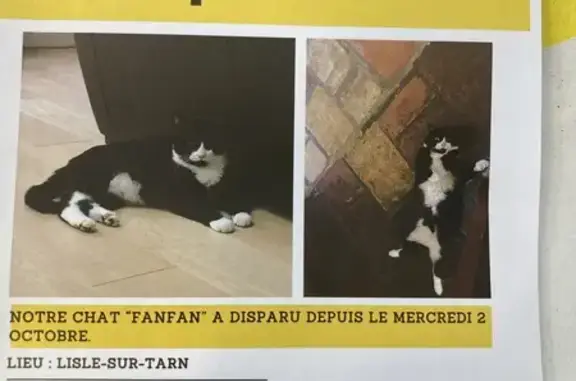 Chat perdu, Lisle-sur-Tarn, photo: Chat noir et blanc disparu, très peureux