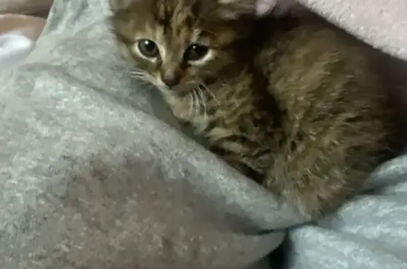 Animaux trouvés Chalon-sur-Saône, photo: Chaton trouvé ce matin à Firminy Vert