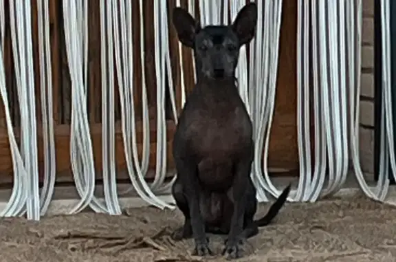 ¡Perdida! Xoloitzcuincle pequeña y tímida