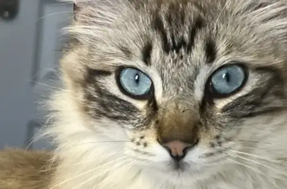 Chat beige aux yeux bleus perdu à Ajaccio - photo