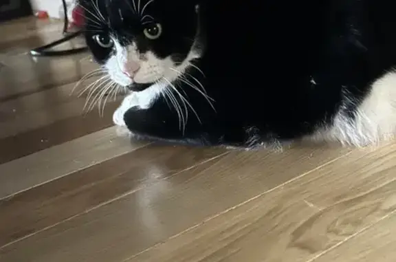 Lost and found pets , photo: Lost Cat Alert: East Lancaster Ave