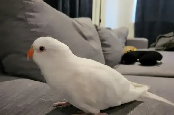 Lost: Friendly White Princess Parrot