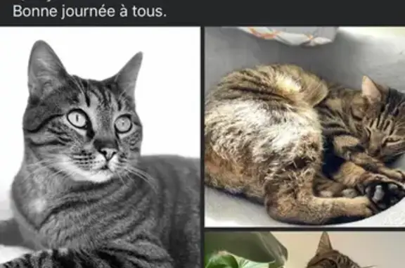 Chat perdu : Jumpy, 10 ans, Vineuil - photo