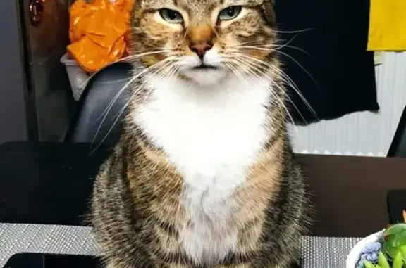 Help Find Lilo: Missing Tabby in Taunton