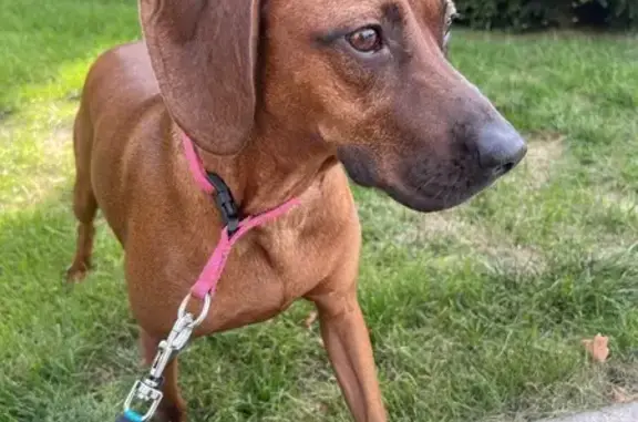 Missing: Redbone Coonhound 'Wilma'