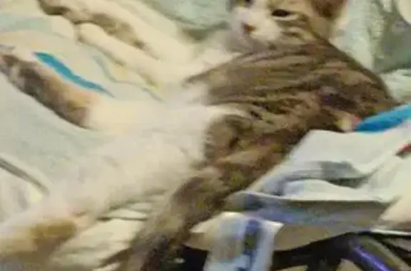 Animaux perdus Béziers, photo: Chatte 1 an disparue à Béziers