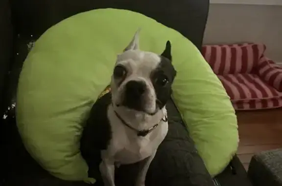 Lost Boston Terrier: Skittish, Port Richey