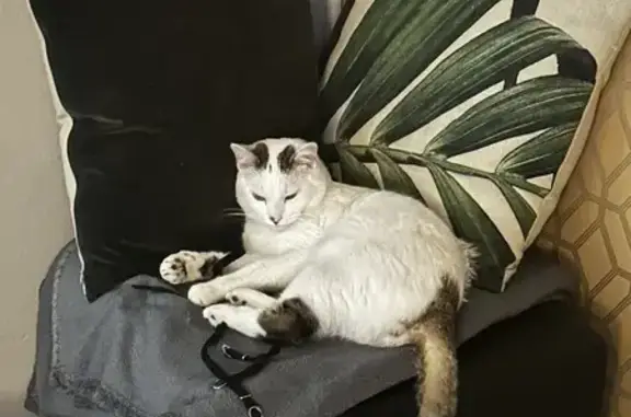 Chat mâle blanc perdu à Amboise - photo