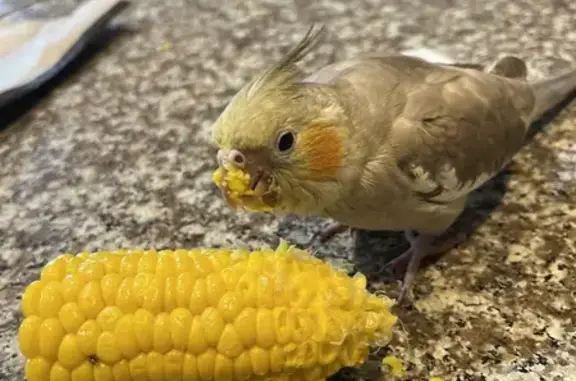 Lost Cockatiel in Sugar Land: Help Find Stormy