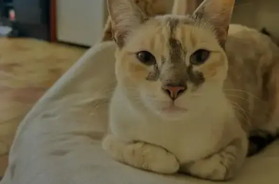 Animaux perdus , photo: Chatte disparue, crème/blanc, Somloire