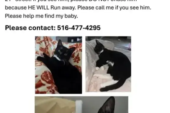 Lost Tuxedo Cat in Huntington Station