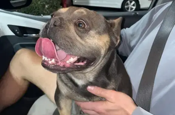 Friendly Male Frenchie Found in Riverside