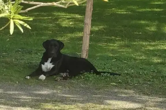 Chien noir trouvé près du lac du Louet - photo