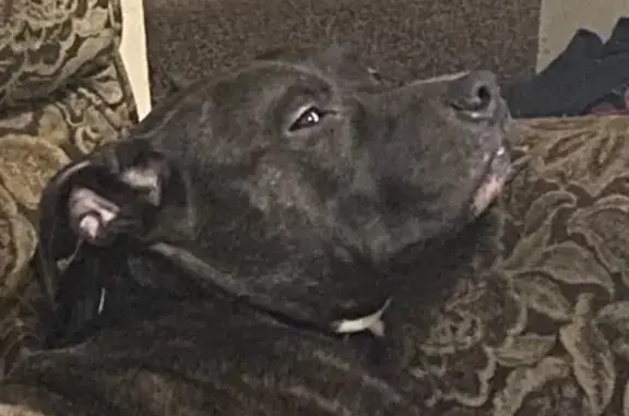 Lost Brindle Pitbull on West Chapel St