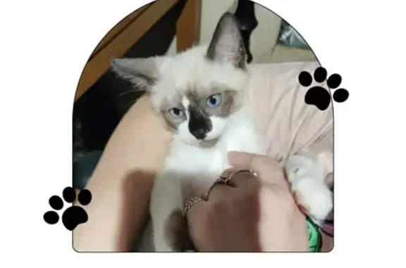 Help Find Our Blue-Eyed Kitten!