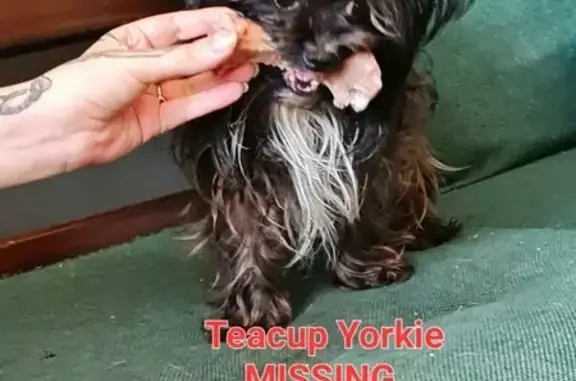 Lost Yorkie Lulu in Randfontein - Help!