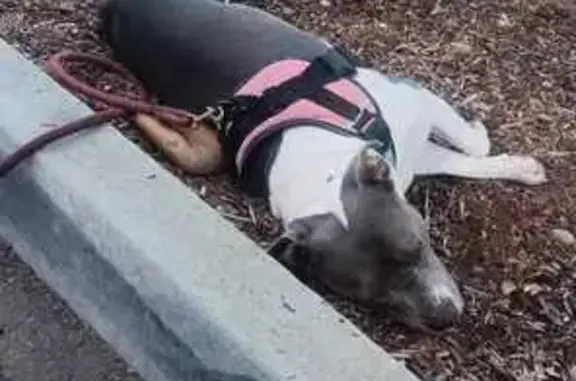 Lost Blue Nose Pit: Red Harness, Palo Cedro