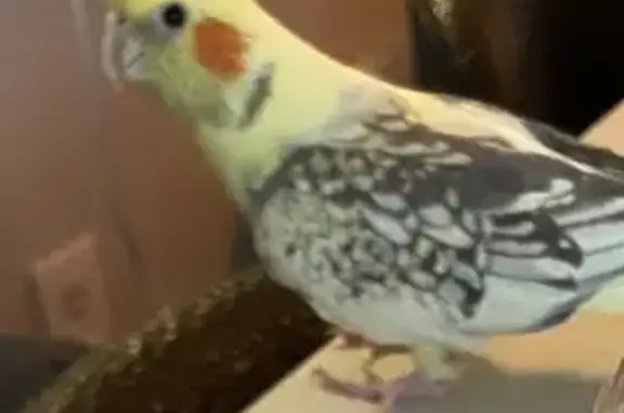 Lost Cockatiel Cherry in Huntington Beach