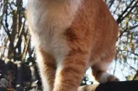 Freddy, chat roux et blanc perdu à Bellevigne - photo