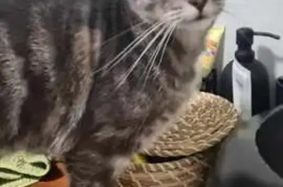Oscar, chat gris tigré perdu à Beuvillers - photo