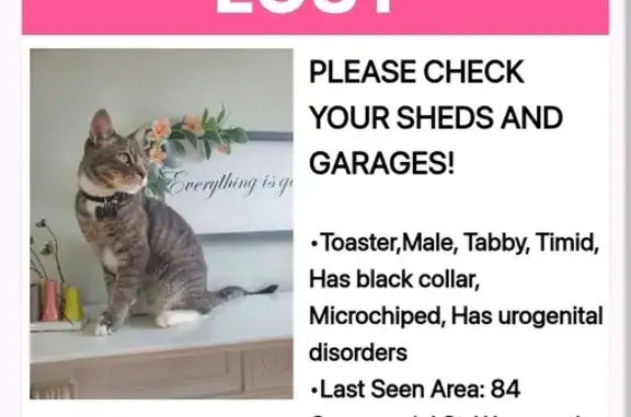 Lost Gray Tabby: Help Find Our Cat!