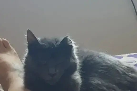 Gatos perdidos, , foto: Gata Gris Perdida en Sevilla: ¡Ayuda!