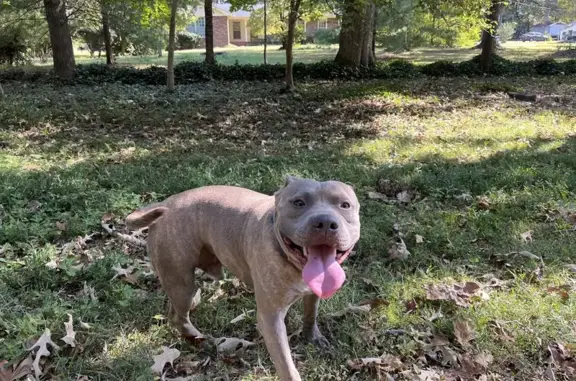 Friendly Pit Bull Found in Snellville