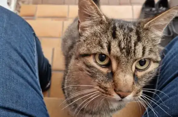 Chat tigré mâle trouvé à Dettwiller - photo