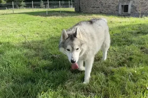 Chien perdu , photo : Chien perdu à Montjean, Pays de la Loire