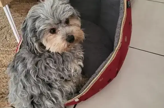 Petit chien trouvé apeuré à Trévoux - photo