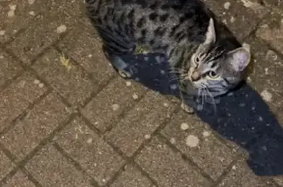 Chat tigré gris trouvé à Lille Vauban - photo