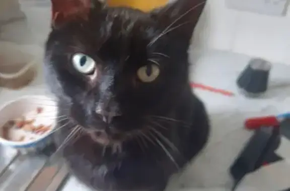 Lost Black Cat: Teal Eyes, Parthian Rd