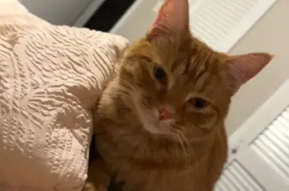 Lost Orange Tabby on West 18th St!