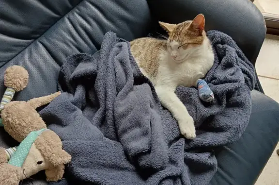 Chat de gouttière perdu, vu à Parigné - photo