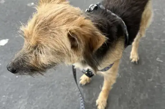 Chien trouvé Le Havre, photo: Chien trouvé avec harnais au Havre