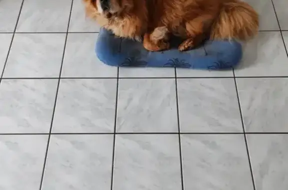 Chien perdu , photo : Chow chow rouge disparue à Couthenans