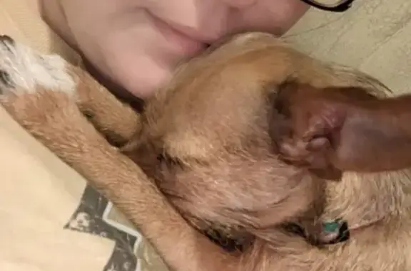 Lost Brown Chihuahua/Terrier in Indy