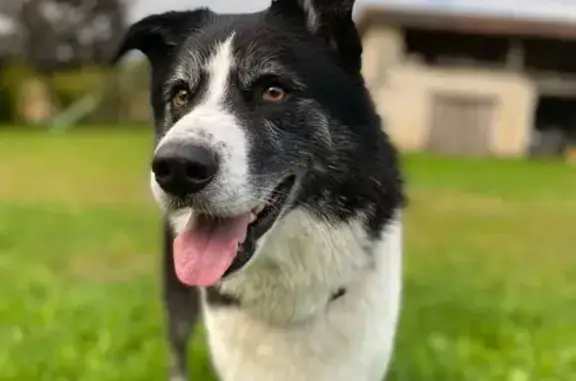 Chien trouvé à Montagrier, Lebret 128 - photo