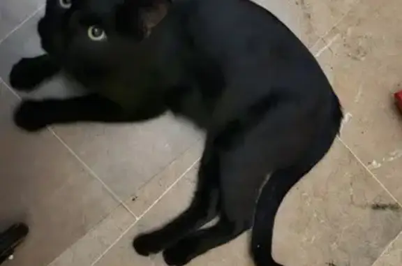 Gato negro joven encontrado en Sevilla