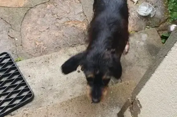 Jeune chienne tricolore trouvée en Bourgogne - photo