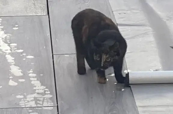 Chaton noir-roux trouvé à Tomblaine - photo
