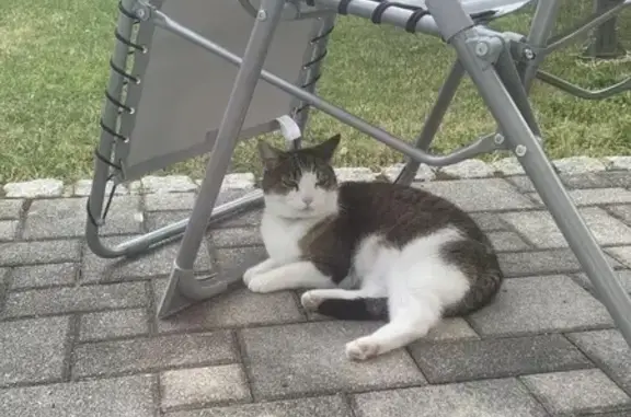 Chatte Zaza perdue à Granges-Narboz - photo