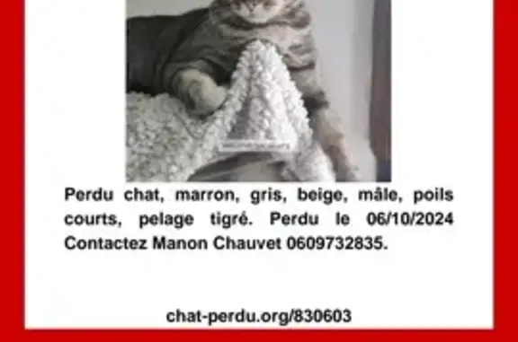 Animaux perdus , photo: Chat disparu à La Chapelle Morthemer