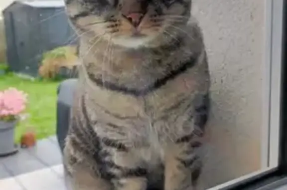 Chat mâle non castré trouvé à Mainvilliers - photo