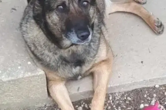 Chien perdu , photo : Malinois femelle marron perdue à Saint-Clair