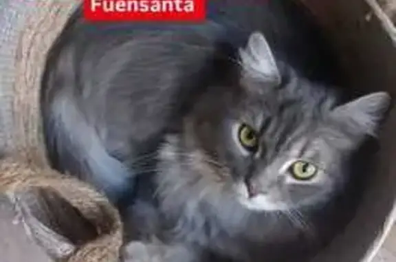 ¡Ayuda! Gato Pompon perdido en Torrevieja