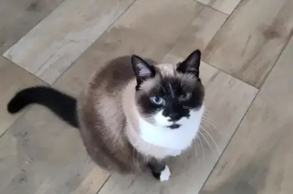 Animaux perdus Quimper, photo: Chat femelle disparue à Quimper